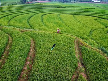 Aerial panorama of agrarian rice fields landscape like a terraced rice fields ubud bali indonesia