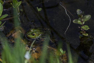 View of frog in lake