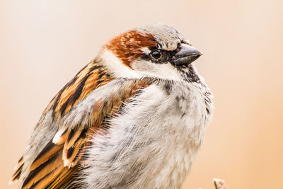 Male house sparrow or passer domesticus is a bird of the sparrow family passeridae