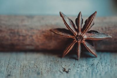 Close-up of leaf on table