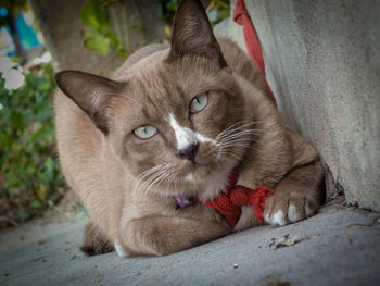 Close-up portrait of cat sitting outdoors