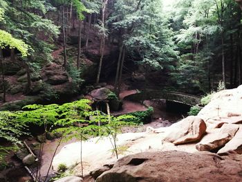 Rocks in forest