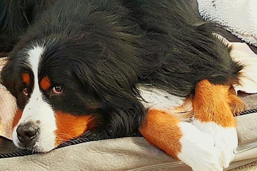 CLOSE-UP PORTRAIT OF DOG LYING ON BLANKET