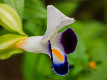 Close-up of purple iris flower