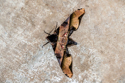 High angle view of insect on wall