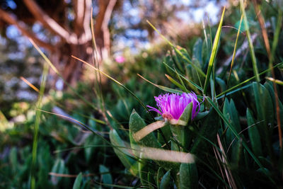 Close-up of purple flower blooming on field