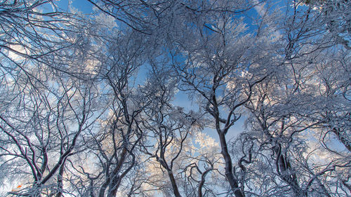 Low angle view of bare trees against sky