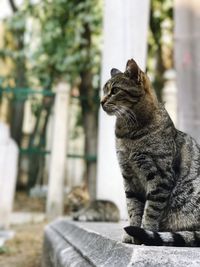 Close-up of a cat looking away