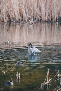 Ducks swimming in lake