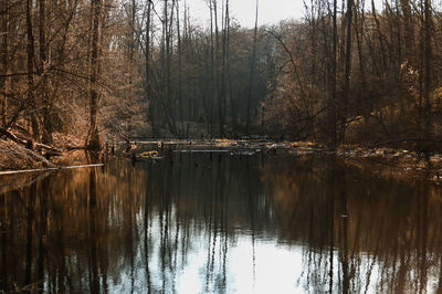 Scenic view of lake in forest