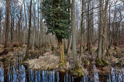View of tree trunks in forest