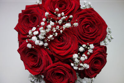 Close-up of red rose against white background