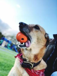 Close-up of a dog looking away