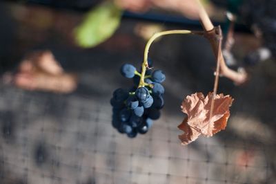 Close-up of bunch of grapes at vineyard