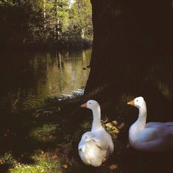 High angle view of swans swimming in lake