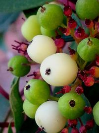 Close-up of grapes