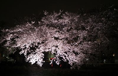 Low angle view of illuminated trees against sky at night