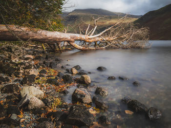 A fallen tree lies calmly in wastwater in england's stunning lake district.