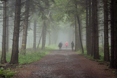Rear view of people walking in forest