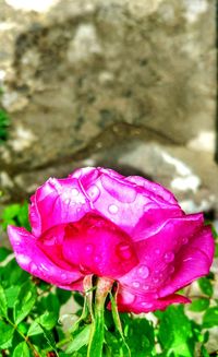 Close-up of wet pink flower blooming outdoors
