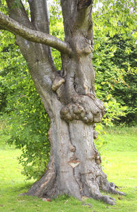 Close-up of tree trunk in forest