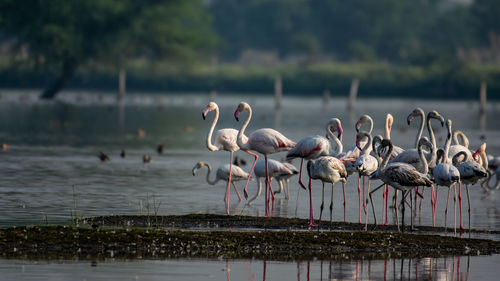 View of birds in lake