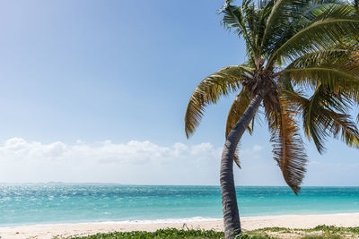 Palm tree by sea against sky