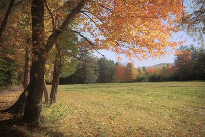 Scenic view of trees in forest during autumn
