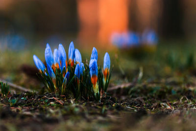 Close-up of purple crocus flowers on field