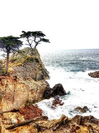 Close-up of tree by sea against clear sky
