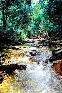 River flowing through forest