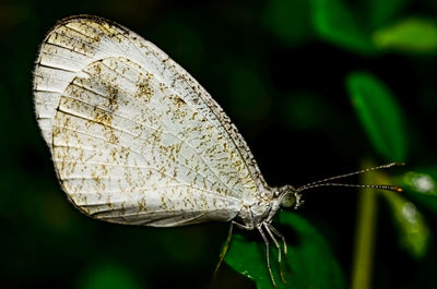 Close-up of butterfly on leaf