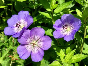 Close-up of purple flowering plants