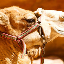 Close-up of a horse in ranch