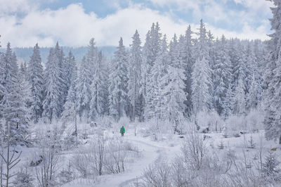 A man explores snow covered land and trees in forest in vitosha mountain, bulgaria