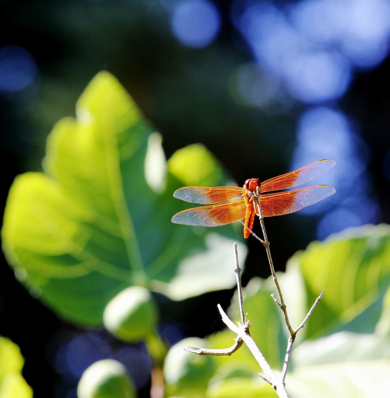 Red dragonfly perched on a twig Outside Outdoors Outdoor Photography Nature Wildlife Wildlife Photography Nature Photography Plant Life Plant Insect Dragonfly