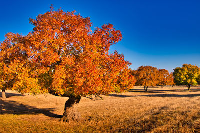 Trees on field against sky during autumn