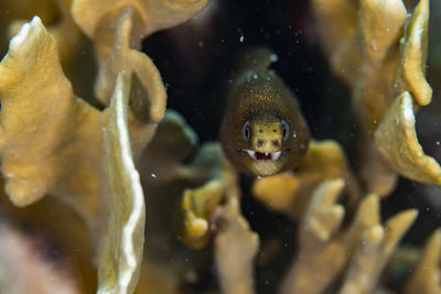 Close-up of fish swimming in sea