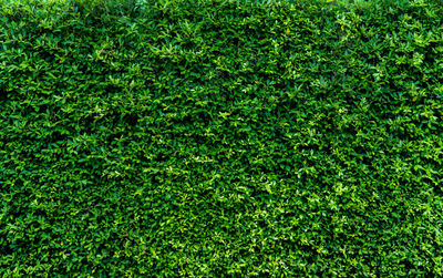 Full frame shot of grass