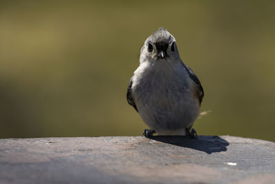 A tufted titmouse foraging for food on a picnic table. baeolophus bicolor