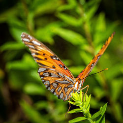 Close-up of butterfly pollinating flower