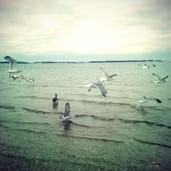 Swans flying over sea against sky