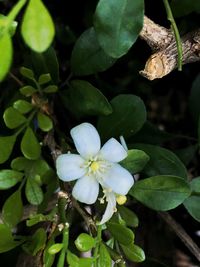 Close-up of white flowers