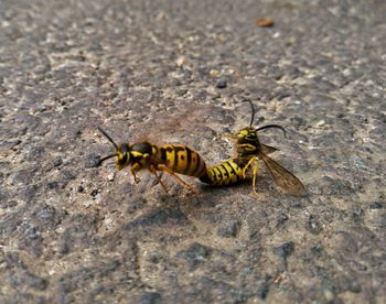 Close-up of insect