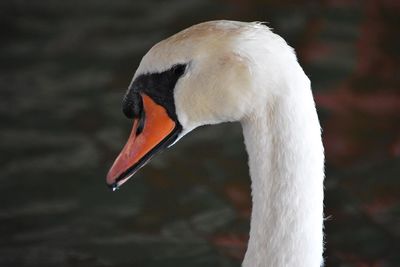 Close-up of white bird