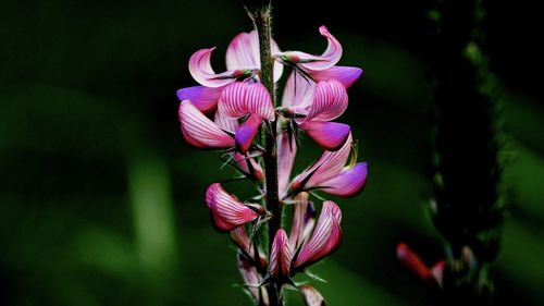 Close-up of pink flowering plant