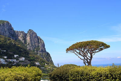 Cypress tree and rocky mountains against sky