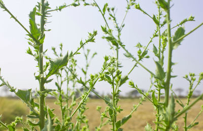 Close-up of fresh plants on field against sky