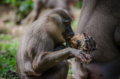 Close-up of monkey eating outdoors