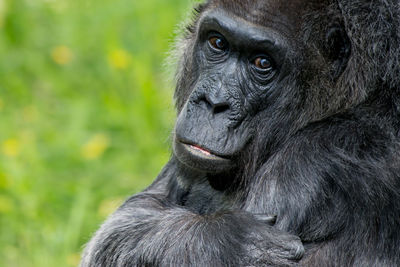 Close-up portrait of a gorilla